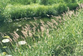 Plants of Phalaris arundinacea